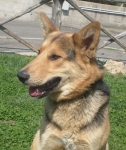 rif_531_muratella