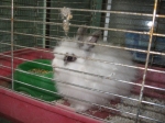 ruffola2