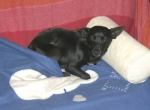 spilla1