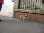stellina6_copy_copy
