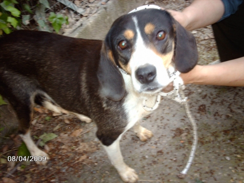 tommina_mamma_beagle_3679