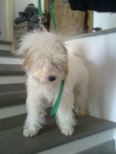 bobo
