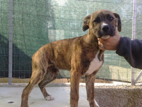 boxer_4_mesi