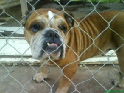bull