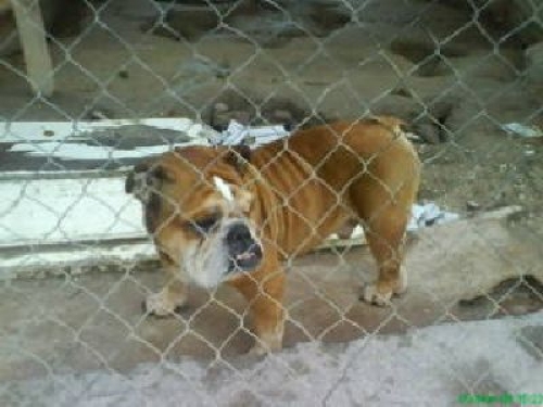 Cucciolissimi Org Cucciolissimi Roma Mandolino Bulldog Inglese Con Pedigree In Canile Adozioni Canili Roma