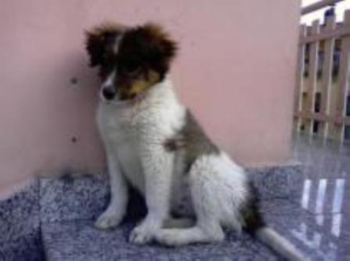 cagnolina