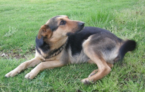 cagnolina2