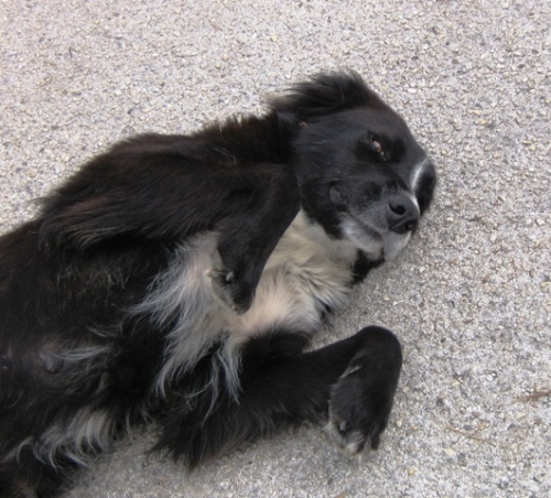 cagnolina_3