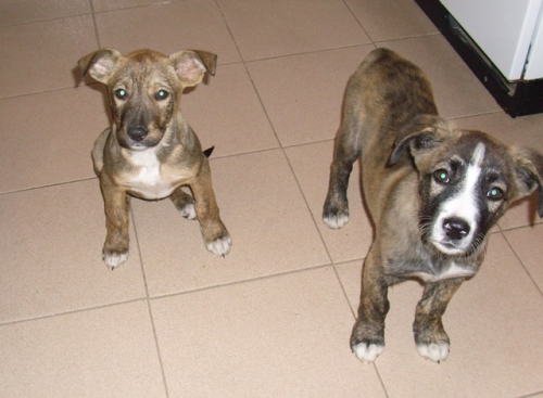 cagnoline2