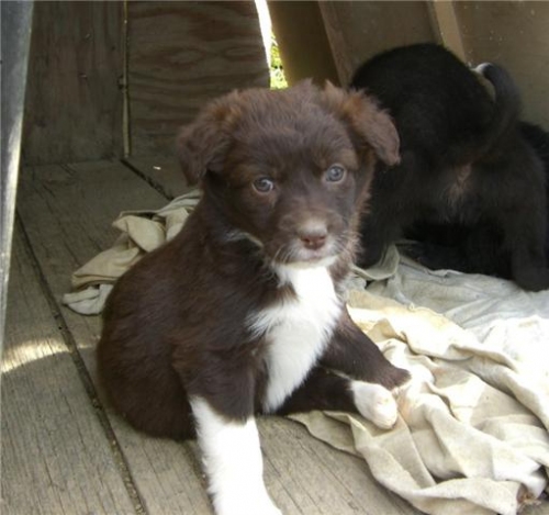 cucc-2009