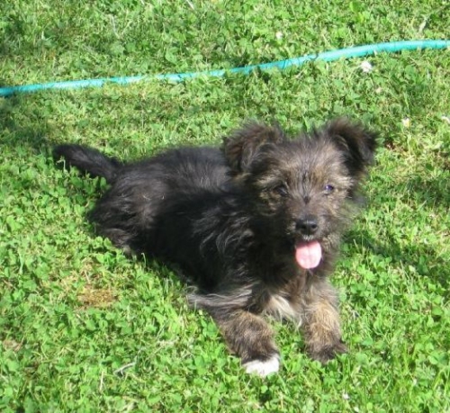 cucciola2_007