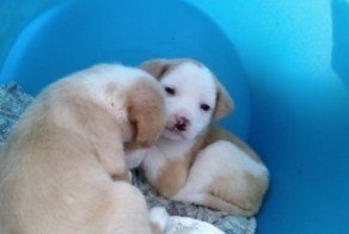 cucciole2_copy