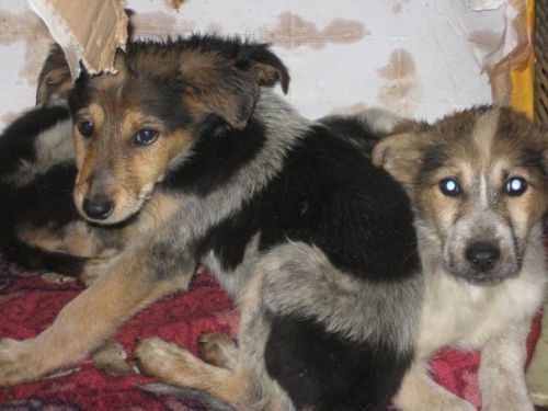 cuccioli1