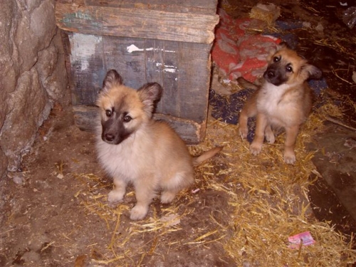 cuccioli_barbara