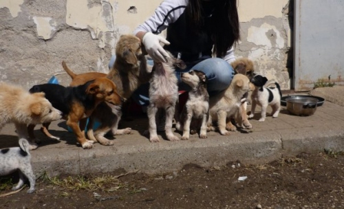 cuccioli_copy