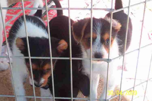 cuccioli_copy_copy