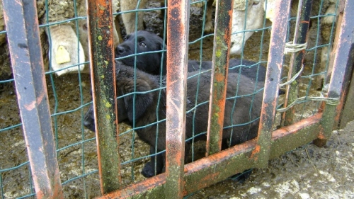 cuccioli_tra_le_pecore