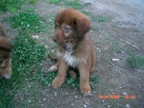 cucciolina5