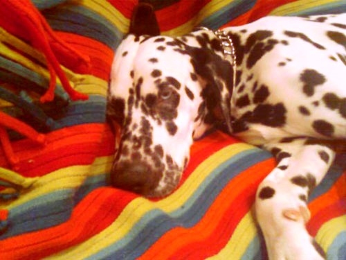 dalmata