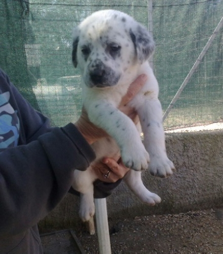dalmata_femmina