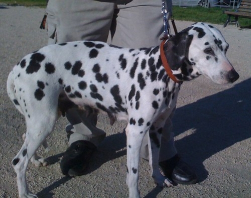 dalmata_mura1