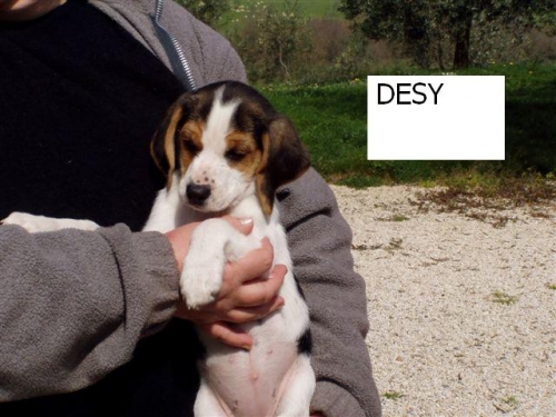 desy_3