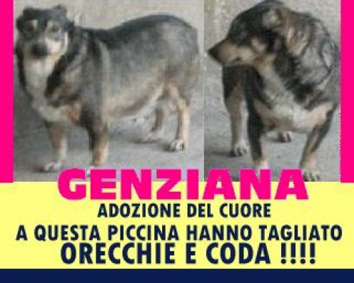 genziana_appello