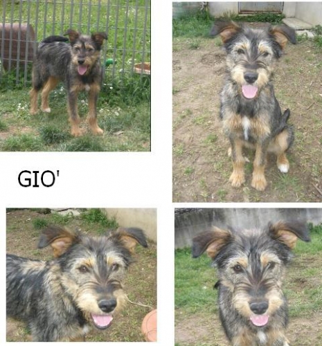 gio