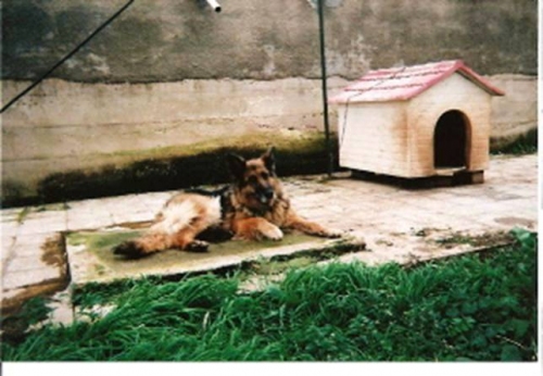 ima