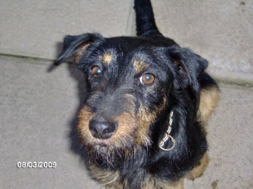 jagd_terrier