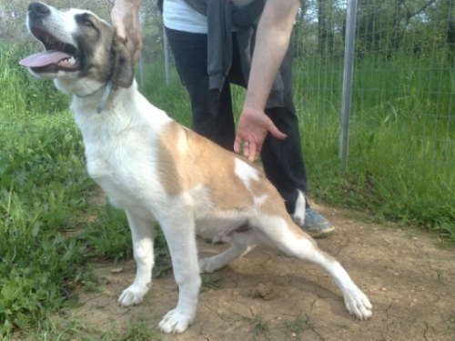 labrador-caccia