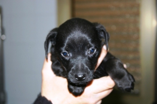 labradorina2