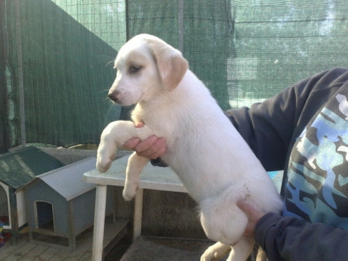 labradorina_ora