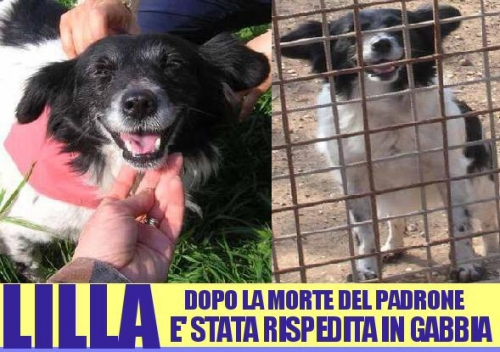 lilla_appello