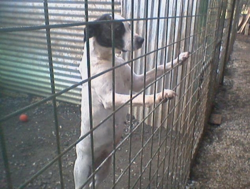 lippa