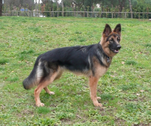 lupa2