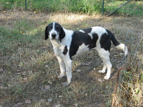 macchia