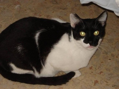 marfi