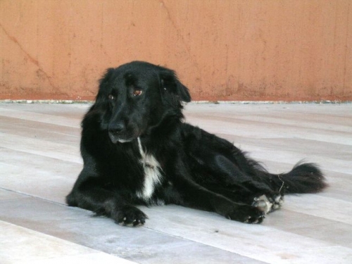 nerone1
