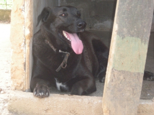 nerone4