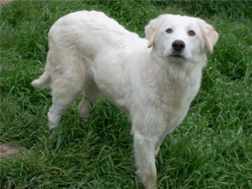 oasi-emma