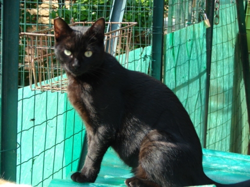 piccoletta
