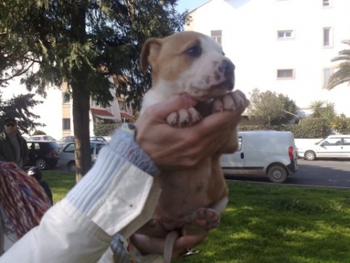 pittina