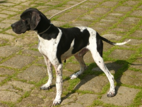 pointer