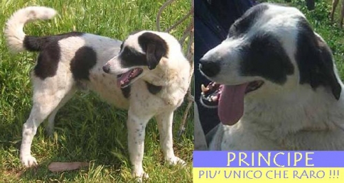principe_appello