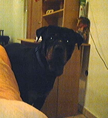 rott_nadia11