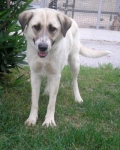 1027-08_loren