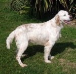 1527-07_setter