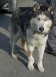 217-09husky