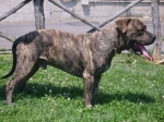 960-08corso